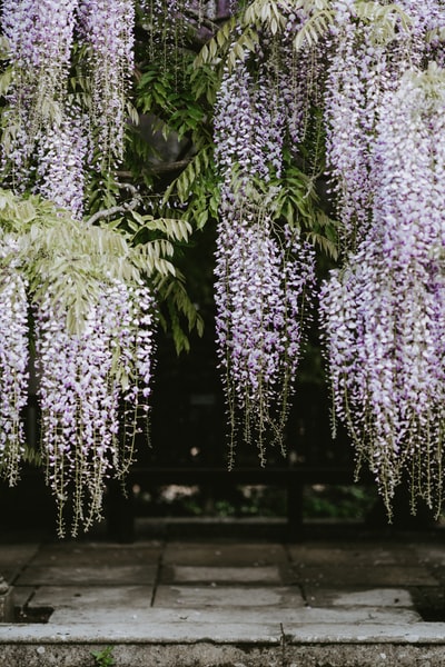 whie花瓣花